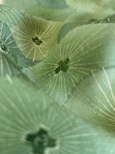 画像をギャラリービューアに読み込む, 手描き番傘尽くし暈し染め【M】