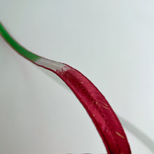 画像をギャラリービューアに読み込む, 三色暈しの大和組締め